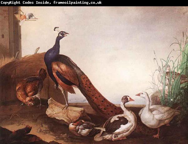 Jakob Bogdani Peacock with Geese and Hen